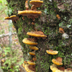 Phellinus gilvus